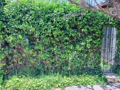 Hedera helix