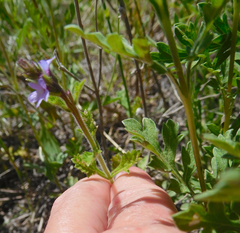 Verbena plicata