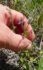 Verbena plicata