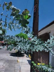 Eucalyptus cinerea