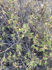 Acalypha californica