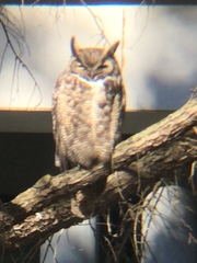 Bubo virginianus pacificus