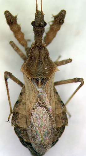 Sinea complexa
