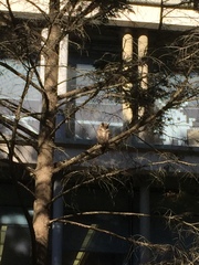 Bubo virginianus pacificus