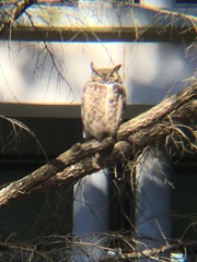 Bubo virginianus pacificus