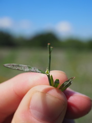 Polygonum ramosissimum