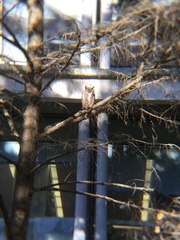 Bubo virginianus pacificus