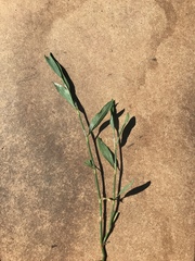 Polygonum ramosissimum