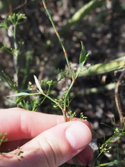 Polygonum ramosissimum