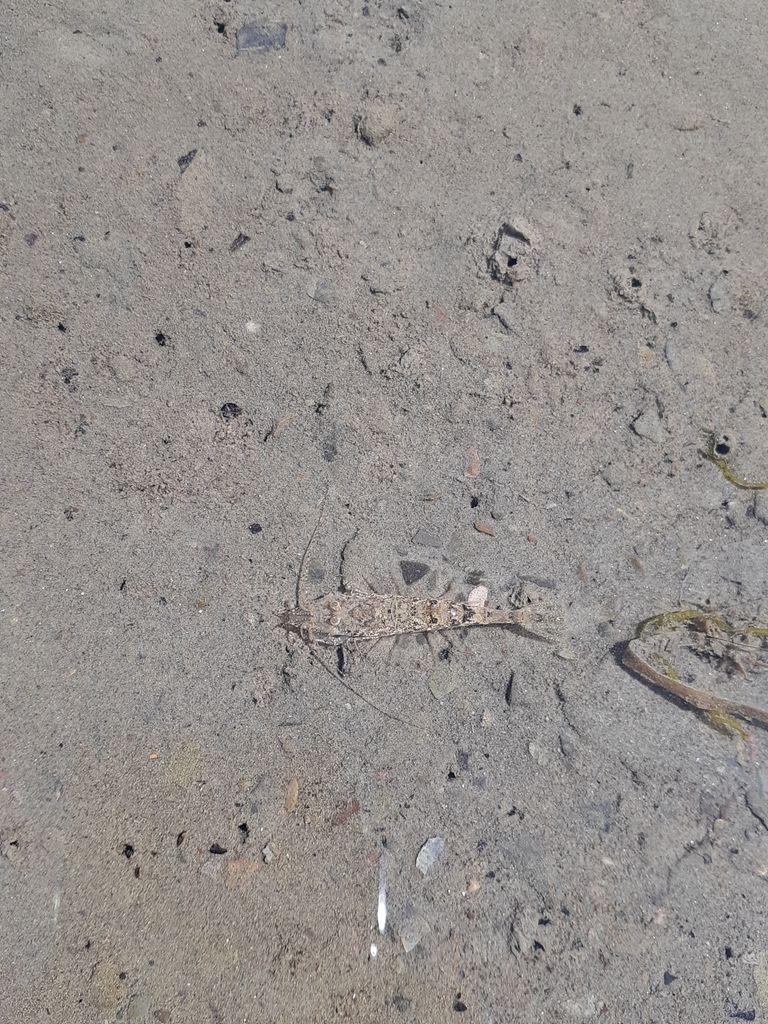 sevenspine bay shrimp