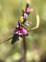 Pedicularis parviflora