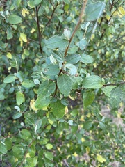 Ceanothus tomentosus olivaceus