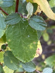 Ceanothus tomentosus olivaceus