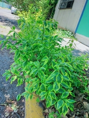 Duranta erecta