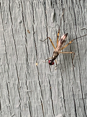 Rainieria antennaepes