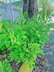 Duranta erecta