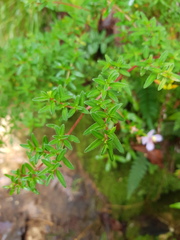 Monochaetum linearifolium