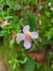 Monochaetum linearifolium