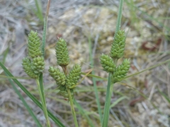 Carex complanata