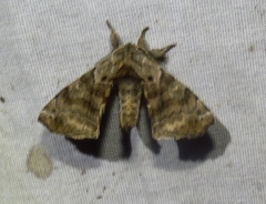 Apatelodes torrefacta