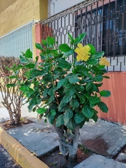 Hibiscus rosa-sinensis