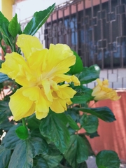 Hibiscus rosa-sinensis