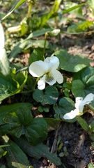 Viola macloskeyi