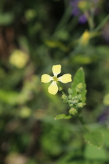 Raphanus raphanistrum landra