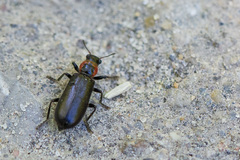 Placopterus thoracicus