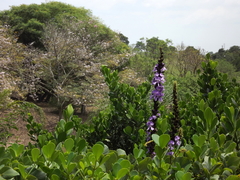 Macropsychanthus violaceus
