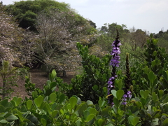 Macropsychanthus violaceus