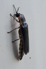 Lampyris noctiluca