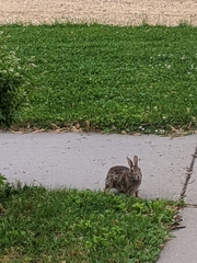 Sylvilagus floridanus