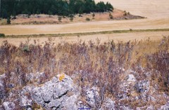 Spiraea hypericifolia obovata
