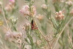 Apiomerus flaviventris