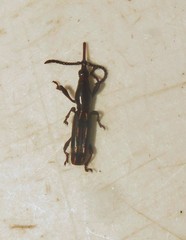 Arrhenodes