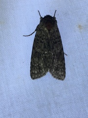 Acronicta impleta