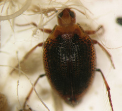 Peltodytes simplex