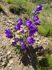Campanula speciosa