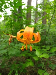 Lilium pardalinum
