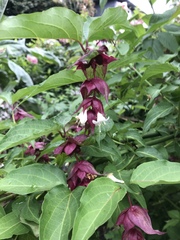 Leycesteria