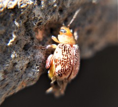 Blepharida