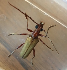 Centrodera decolorata