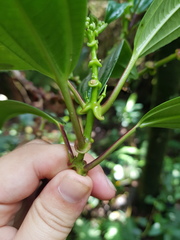 Miconia amplinodis