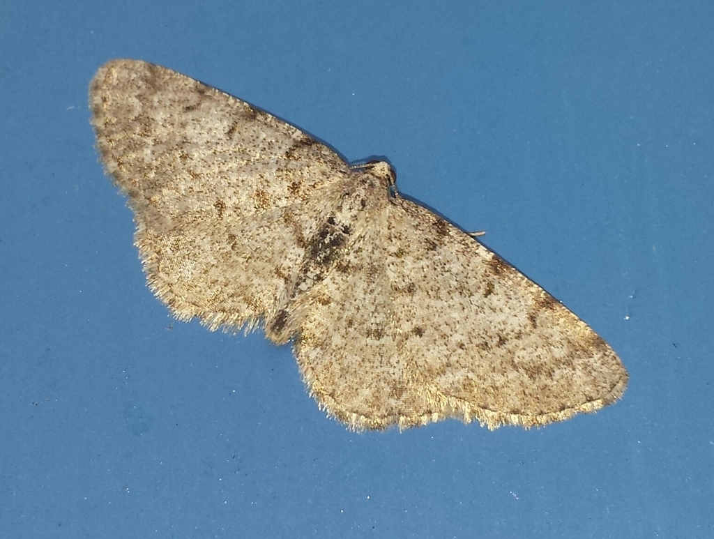 Four-barred Gray Moth