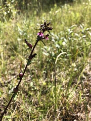 Pedicularis parviflora