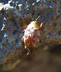 Blepharida