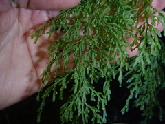 Hymenophyllum pulcherrimum image