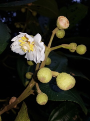 Miconia conomacrantha