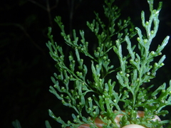 Hymenophyllum pulcherrimum image